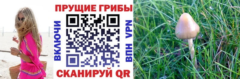 Псилоцибиновые грибы мицелий  Игра 